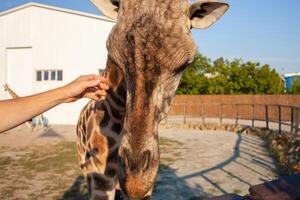 schön Mann Schlaganfälle ein Giraffe im das Biopark. schließen Kommunikation mit wild afrikanisch Tiere. ein Tourist Glücklich, genießt. nehmen Pflege. Vegetarier. Geschäft foto