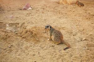 Erdmännchen im das Biopark, sitzen auf Sand, graben, natürlich Lebensraum. schön Tiere, Geschäft Tourismus. klein Nagetiere Selten exotisch Tier foto