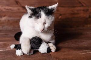 Katze und ein Plüsch Hund. das Katze liebt es ist ausgestopft Spielzeug. foto