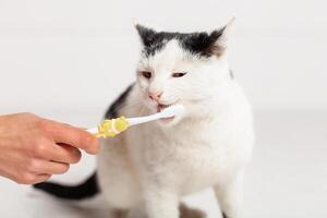 schwarz und Weiß Katze mit Gelb Augen ist Bürsten Zähne. Moldawien, Bieger, Juli 5, 2020, Bender Festung, Kinder- eben foto