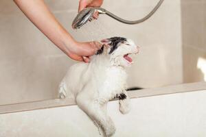 Bad oder Dusche zu ein persisch Rasse Katze Moldawien, Bieger, Juli 5, 2020, Bender Festung, Kinder- eben foto