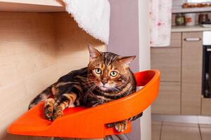 ein schön Bengalen Katze Lügen auf ein Orange Bar Schemel foto