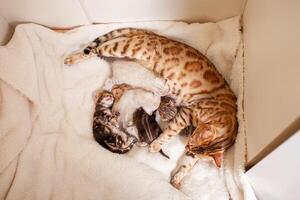 ein Bengalen Leopard Katze Lügen auf ein Beige Plaid mit klein Kätzchen foto