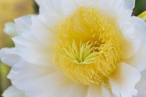 eine Pitaya-Blume mit weißen Blütenblättern und gelben Staubgefäßen in voller Blüte foto