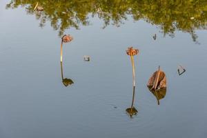 der verdorrte Lotus im Lotusteich im Herbst foto