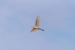 ein Kuhreiher, der in der Luft fliegt foto