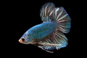 Blau Monster- Riese Betta Fisch foto