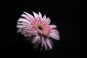 Rosa Gerbera Blume auf schwarz foto