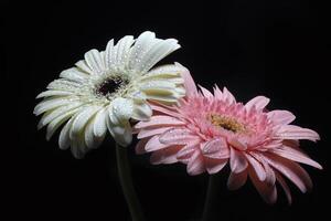 Weiß und Rosa Gerbera Blume auf schwarz foto