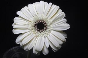 Weiß Gerbera Blume auf schwarz foto