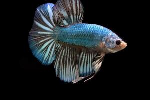 Blau Monster- Riese Betta Fisch foto