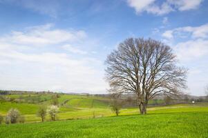 Riese Baum auf das Feld foto