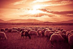 Schaf auf Sonnenuntergang foto