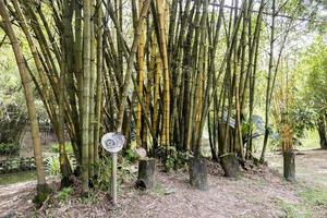 bambuspflanzen im bambusspielhaus, botanischer garten perdana, malaysia. foto