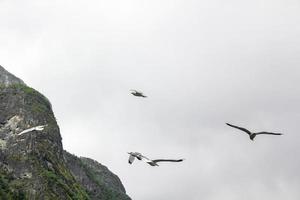 möwen fliegen durch die wunderschöne bergfjordlandschaft in norwegen. foto