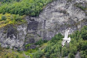 möwen fliegen durch die wunderschöne bergfjordlandschaft in norwegen. foto