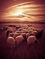 Schaf auf Sonnenuntergang foto