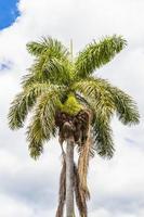 Palme mit blauem Himmelshintergrund San Jose Costa Rica. foto