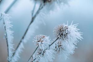 Graswiese Natur bedeckt mit eisigen Tröpfchen Morgentau. nebliges Winterwetter, verschwommene weiße Landschaft. ruhiger kalter Wintertag, gefrorene eisige Nahaufnahme natürliche Pflanzen foto