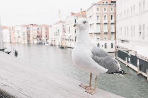 Möwe in Venedig foto