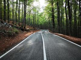 suggestive Straße im Wald foto