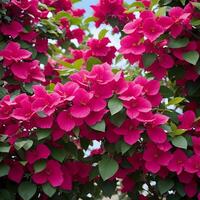 ai generiert ein groß Busch von hell Rosa Blumen foto