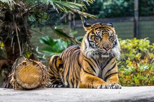 Sumatra Tiger beim das zoologisch Garten im Tokio, Japan foto
