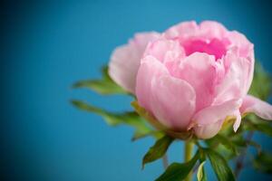 schön groß Rosa Pfingstrose Nahansicht auf ein Blau Hintergrund. foto