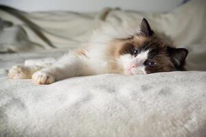 schön jung Weiß reinrassig Ragdoll Katze foto