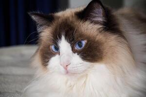 schön jung Weiß reinrassig Ragdoll Katze foto