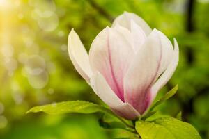 einer Rosa Blume auf ein Ast von Blühen Magnolie Nahansicht foto