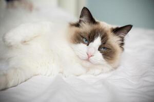 jung schön reinrassig Ragdoll Katze beim Zuhause foto