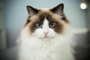 jung schön reinrassig Ragdoll Katze beim Zuhause foto