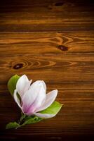 einer Rosa Blume auf ein Ast von Blühen Magnolie auf ein hölzern Tabelle foto