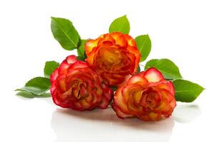 rot schön Blühen Rose auf Weiß Hintergrund foto