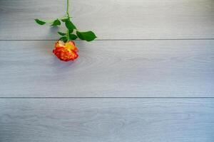 einer rot schön Blühen Rose auf ein hölzern Tabelle foto