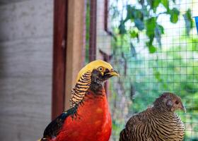 Nahansicht golden Fasan Vogel rot und Gelb foto