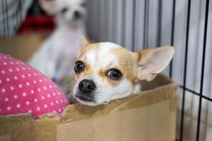 Hündchen Weiß braun Chihuahua wurden starren foto