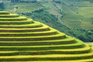 Reis Feld auf terrassiert Wahrzeichen von mu cang Chai foto