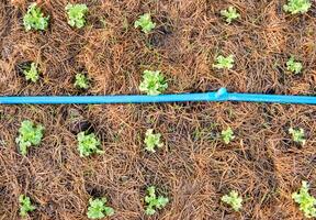 Grün Eiche Grüner Salat wachsend im Garten foto