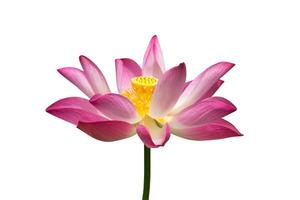 Lotus auf isolieren Weiß Hintergrund. foto