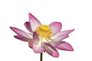 Rosa Lotus Blume auf Weiß Hintergrund. foto