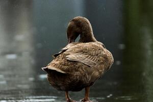 Enten ist Reinigung selbst auf das Boden. foto