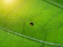 Schmetterling Eier auf Grün Blätter foto