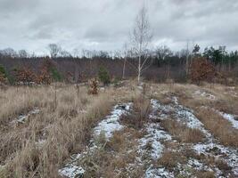 Schnee fiel im ein jung Wald foto