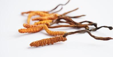 Cordyceps sinensis oder Ophiocordyceps sinensis isoliert auf Weiß Hintergrund, Pilz Kraut Behandlung Medizin. foto