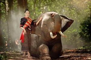 schön asiatisch Frau und Elefant. jung asiatisch Frau im traditionell Vietnamesisch Kleid berühren und verwöhnen ein Riese Elefant foto