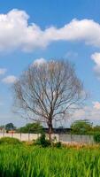 ein Baum ohne Blätter mit ein Hintergrund von Himmel und Wolken foto