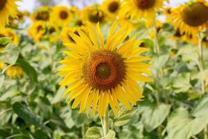 ein schließen oben Schuss von das Sonnenblume, das Saat sind deutlich sichtbar und das Pollen Pollen ist klar. foto