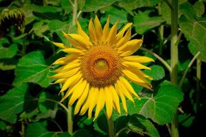 ein schließen oben Schuss von das Sonnenblume, das Saat sind deutlich sichtbar und das Pollen Pollen ist klar. foto